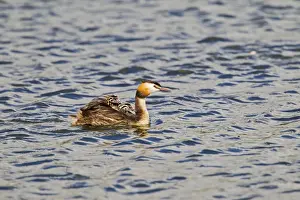 Hitchhiking Prints: Great Crested Grebe - carrying young - Suffolk UK 12074