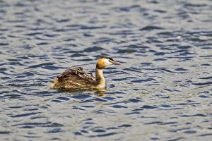 Images Dated 16th July 2010: Great Crested Grebe - carrying young - Suffolk UK 12074