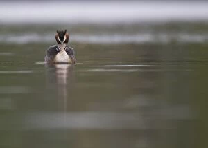 Great Crested Grebe with two chicks carried on back