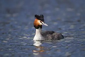 Great Crested Grebe - Cornwall - UK