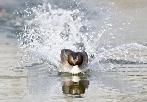 Great Crested Grebe, Display rushing across water, Lakes & Rivers