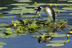 Approaching Gallery: Great Crested Grebe - female approaching nest amongst