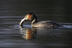 Great Crested Grebe - Female with caught fish