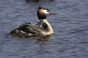 Great Crested Grebe - Female with chick on its back