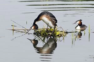 Great Crested Grebe - female on nest platform arching