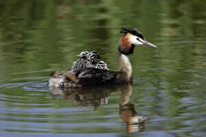 Images Dated 22nd June 2005: Great Crested Grebe - Female transporting 3 chicks on her back Island of Texel, Holland
