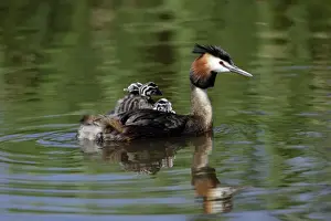 Lakes Prints: Great Crested Grebe - Female transporting 3 chicks on her back Island of Texel, Holland
