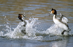 Images Dated 17th November 2006: Great Crested Grebe - fighting