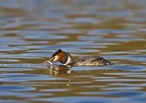 Grebes Prints: Great Crested Grebe - with fish in beak - Hertfordshire UK 9153