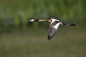 Great Crested Grebe - In flight