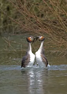 Symmetry Prints: Great Crested Grebe - male and Female display weed dance with weeds, March. Norfolk, U. K