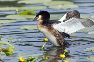 Images Dated 28th May 2012: Great Crested Grebe - male flapping wings after preening