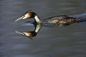 Great Crested Grebe - Male swimming over lake with mirrow-image of head