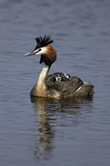Great Crested Grebe - male transporting 3 chicks on his back