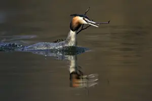 Great Crested Grebe - Male transporting vegetation material to courtship platform on lake. Hessen, Germany