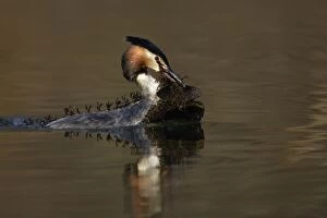 Images Dated 23rd March 2005: Great Crested Grebe - Male transporting water vegetation material to courtship platform on lake