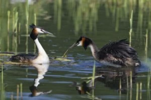 Images Dated 24th May 2012: Great Crested Grebe - male treading water and ruffling