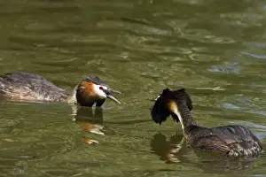 Grebes Prints: Great Crested Grebe - two males threatning each other with their crests raised