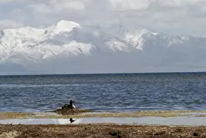 Great Crested Grebe - on nest - Lake Manasarovar - Tibet