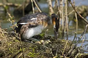 Grebes Prints: Great Crested Grebe - at the nest uncovering it's heavily stained eggs on a floating platform