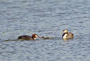 Father Prints: Great Crested Grebe - pair feeding young - Suffolk UK 12077
