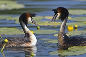 Images Dated 28th May 2012: Great Crested Grebe - pair on lake in breeding