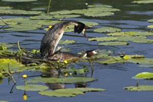 Images Dated 24th May 2012: Great Crested Grebe - pair mating on nest platform