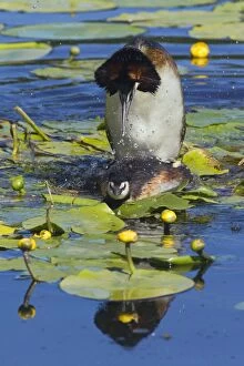 Images Dated 25th May 2012: Great Crested Grebe - pair mating on nest platform