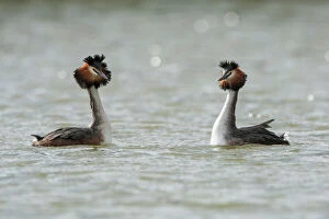 Great Crested Grebe pair performing courtship