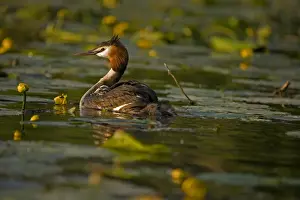 Great Crested Grebe (Podiceps cristatus) - UK - Adult carrying young on back - Found in Europe-South Africa and Australia - Strictly aquatic and during breeding season usually occupy bodies of still fresh water - Mainly eats sizeable fish but also a