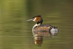 Images Dated 11th April 2009: Great Crested Grebe - with reflection - April