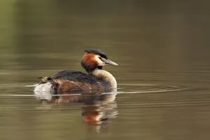 Great Crested Grebe - with reflection - April
