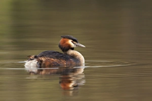 Images Dated 11th April 2009: Great Crested Grebe - with reflection - April