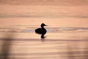 Great Crested Grebe - silhouette of bird on lake at twilight