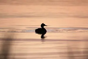 Great Crested Grebe - silhouette of bird on lake at twilight, Island of Texel, Holland