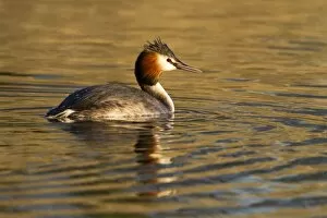 Images Dated 7th March 2010: Great Crested Grebe - single adult on lake