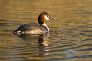 Images Dated 7th March 2010: Great Crested Grebe - single adult on lake