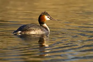 Great Crested Grebe - single adult on lake - Wiltshire - England - UK