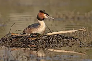 Great Crested Grebe - sitting on nest - Telford - England