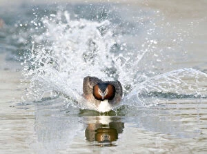Grebes Collection: Great Crested Grebe - splashing through water - escaping a rival male - March - Norfolk - U. K