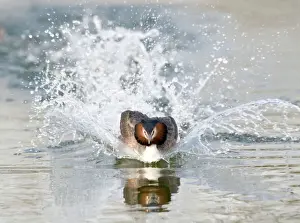 Splashing Prints: Great Crested Grebe - splashing through water - escaping a rival male - March - Norfolk - U
