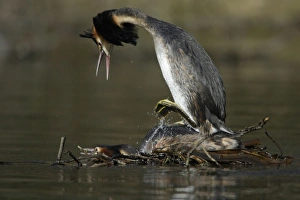 Great Crested Grebes - Pair copulating on courtship platform, male with raised crest calling