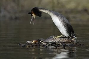 Great Crested Grebes - Pair copulating on courtship platform, male with raised crest calling