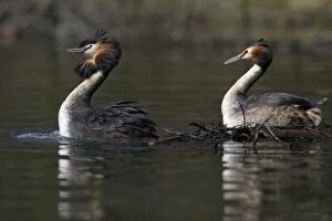 Images Dated 24th March 2005: Great Crested Grebes - Pair after copulating on courtship platform, male (Left) head shaking'