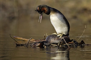 Great Crested Grebes - Pair copulating on courtship platform, male with raised crest calling