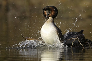 Great Crested Grebes - Pair after copulation on weed platform, male jumping off female into lake Great Crested Grebes - Pair after copulation on weed platform, male jumping off female into lake