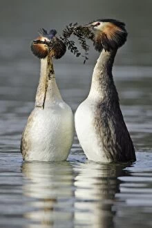 Great Crested Grebes - Pair courtship displaying, male on right gives female gift of weed
