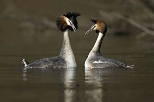 Images Dated 22nd March 2005: Great Crested Grebes - Pair courtship displaying, male (left) with erect crest, calling to female