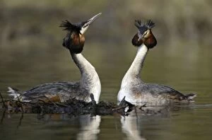 Images Dated 22nd March 2005: Great Crested Grebes - Pair beside courtship platform, showing head shaking ritual. Hessen, Germany