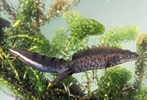 Great-Crested NEWT